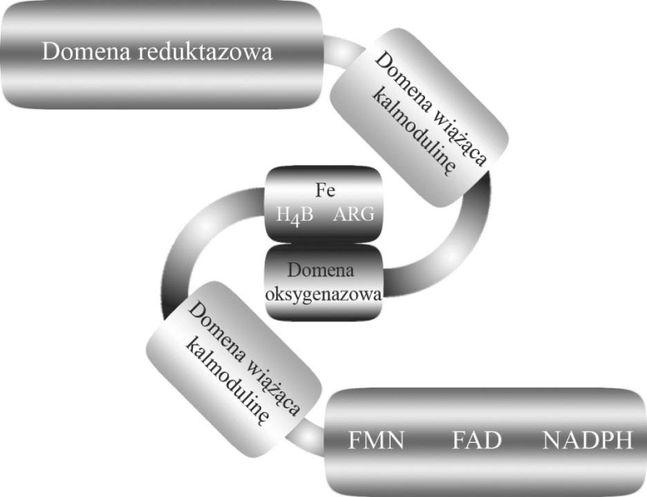 Reaktywne formy tlenu i azotu 315 fragmentacja DNA śmierć komórki mitochondrium Ryc. 1. Rola tlenku azotu w komórce. Zmodyfikowano na podstawie http://www.sigmaaldrich.