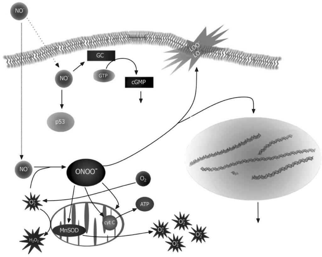 com/life-science/cell-biology/learning-center/ pathway-slides-and.html.