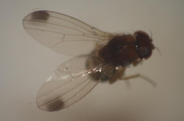 owocowca Fot. 25.