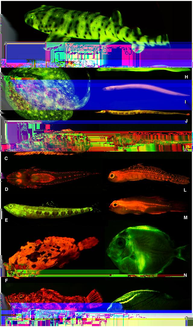 fluorescencja jedna z form