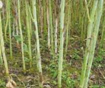 Produkt stosowano od początku fazy kwitnienia do fazy opadania płatków rzepaku, w dawkach od,6 do1 l/ha. Obserwowano wzrost skuteczności fungicydu wraz ze wzrostem dawki.