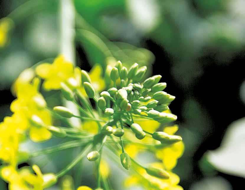 insektycydy Straty w plonie spowodowane przez szkodniki rzepaku wynoszą od kilkunastu do kilkudziesięciu