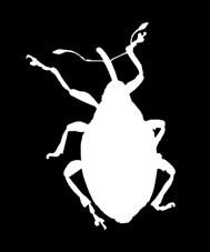 Chowacz brukwiaczek (Ceutorhynchus napi) Obraz szkód: Łodygi w odcinku dolnym są zgrubiałe i mają często kształt litery S, łamią się. Wewnątrz łodygi żerują larwy szkodnika.