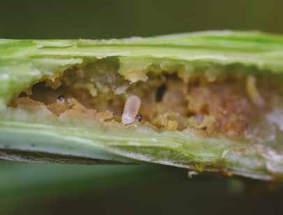insektycydy Chowacz czterozębny (Ceutorhynchus quadridens) Obraz szkód: Początkowo na dolnej stronie ogonków liściowych i głównych nerwów liści występują wywiercone wgłębienia ze złożonymi jajami.