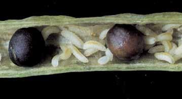 Larwy pryszczarka kapustnika Pryszczarek kapustnik (Dasyneura brassicae) Obraz szkód: Łuszczyny żółkną, deformują się i pękają. Larwy niszczą zawiązki nasion, wpływając na znaczne zmniejszenie plonu.