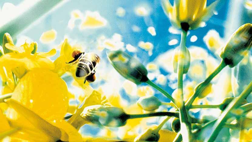 insektycydy Rozmieszczenie preparatu na liściu kapusty