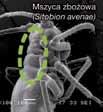 zapewniając wyższą biologiczną skuteczność Krok 3