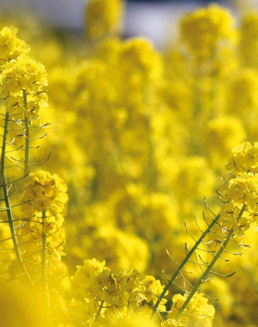 nasiona rzepaku Inwestycje w innowacje Od wielu lat firma Bayer CropScience intensywnie inwestuje w hodowlę rzepaku.
