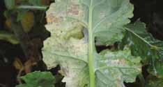 fungicydy Zgnilizna twardzikowa (Sclerotinia sclerotiorum) typowa choroba okresu kwitnienia, objawy występują na łodygach w postaci