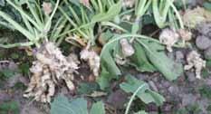 Szara pleśń (Botrytis cinerea) występuje szczególnie w latach wilgotnych. Objawy to sinozielone plamy i szarobrązowa grzybnia.
