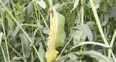 Cylindrosporioza (Cylindrosporium) objawy tej choroby to jasne (oszronione), popękane plamy na nieco zdeformowanych liściach.
