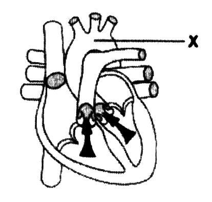 a) b) Zadanie 8. (0-3 pkt) Na rysunku przestawiono przekrój podłużny serca człowieka w jednej z faz jego pracy. Na podstawie rysunku wykonaj poniższe polecenia. A.