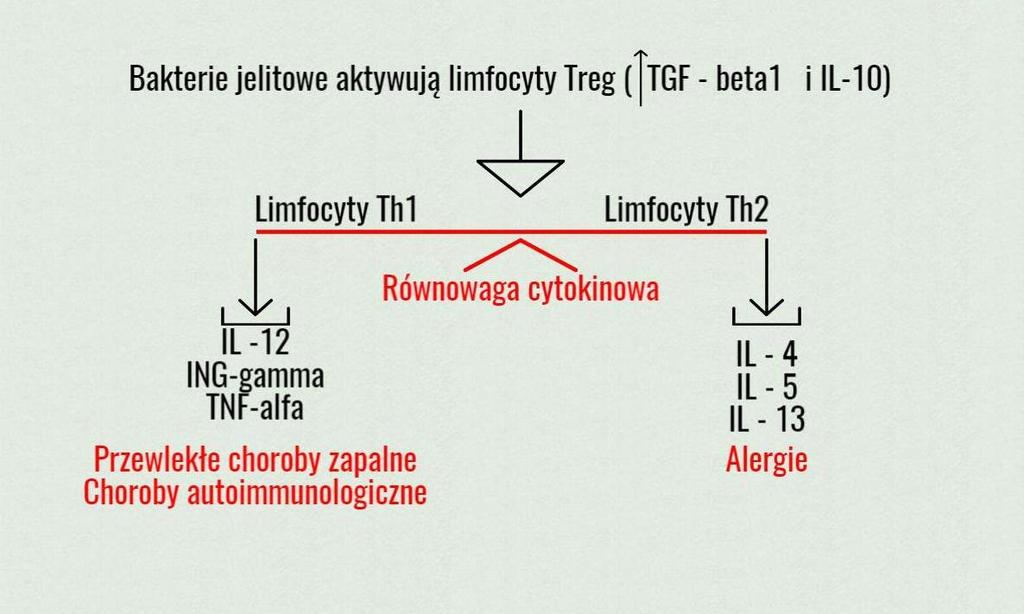 Główne funkcje