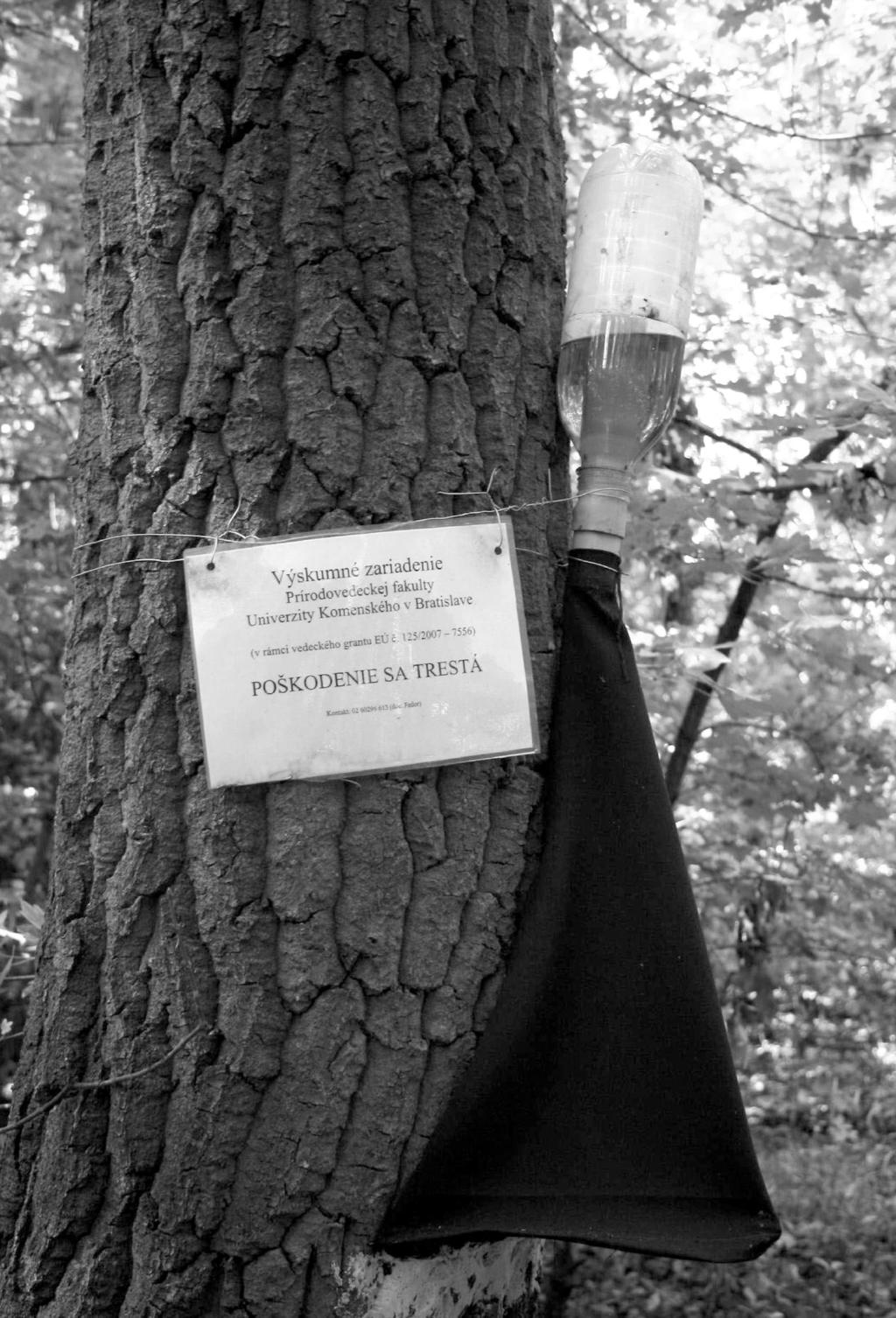 662 Michal Dubovský, Peter Fedor, Halina Kucharczyk, Rudolf Masarovič, Juraj Balkovič Ryc. 2. Nadrzewna pułapka zastosowana do odłowu wciornastków (fot. M. Dubovský) Arboreal photoeclector trap applied for thrips' sampling (photo M.