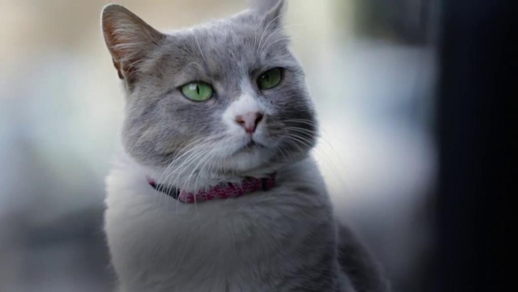 MARZEC Kedi- sekretne życie kotów Stambuł to miasto z sięgającą tysięcy lat historią i jedyne najprawdziwsze kocie imperium.