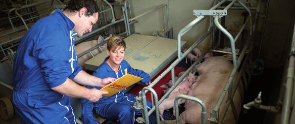 Żywienie loch wysokoprośnych i karmiących Od ok. 85. dnia ciąży zmienia się zapotrzebowanie loch na składniki pokarmowe.