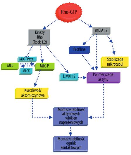 Nowak J.M. i wsp. Rodzina białek Rho i ich rola w cytoszkielecie komórki wiążące aktynę, tzw. białka ABP (m.in. profilina, kofilina, a-aktynina, winkulina, spektryna), a co się z tym wiąże na formowanie włókien naprężeniowych i ognisk kontaktowych [12].