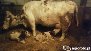 .pl https://www..pl Każda krowa ma inne objawy. Niektóre zbierają duże wymię, inne dopiero po porodzie.