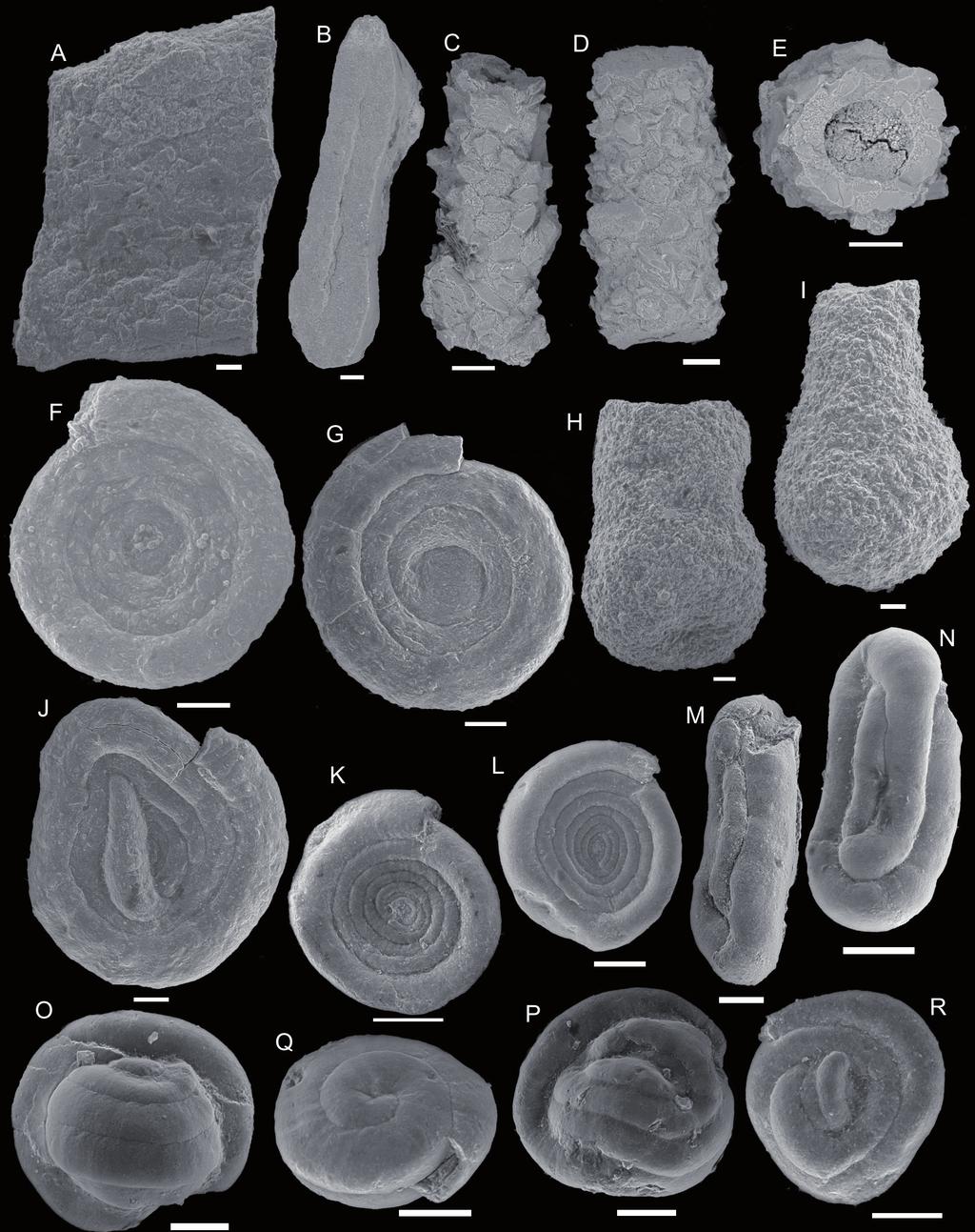 The Eocene Hieroglyphic beds and Green shales in the Rożnów Lake area (Silesian Nappe, Outer Carpathians) in the Carpathian assemblages of the Silesian and Subsilesian nappes as well as in the