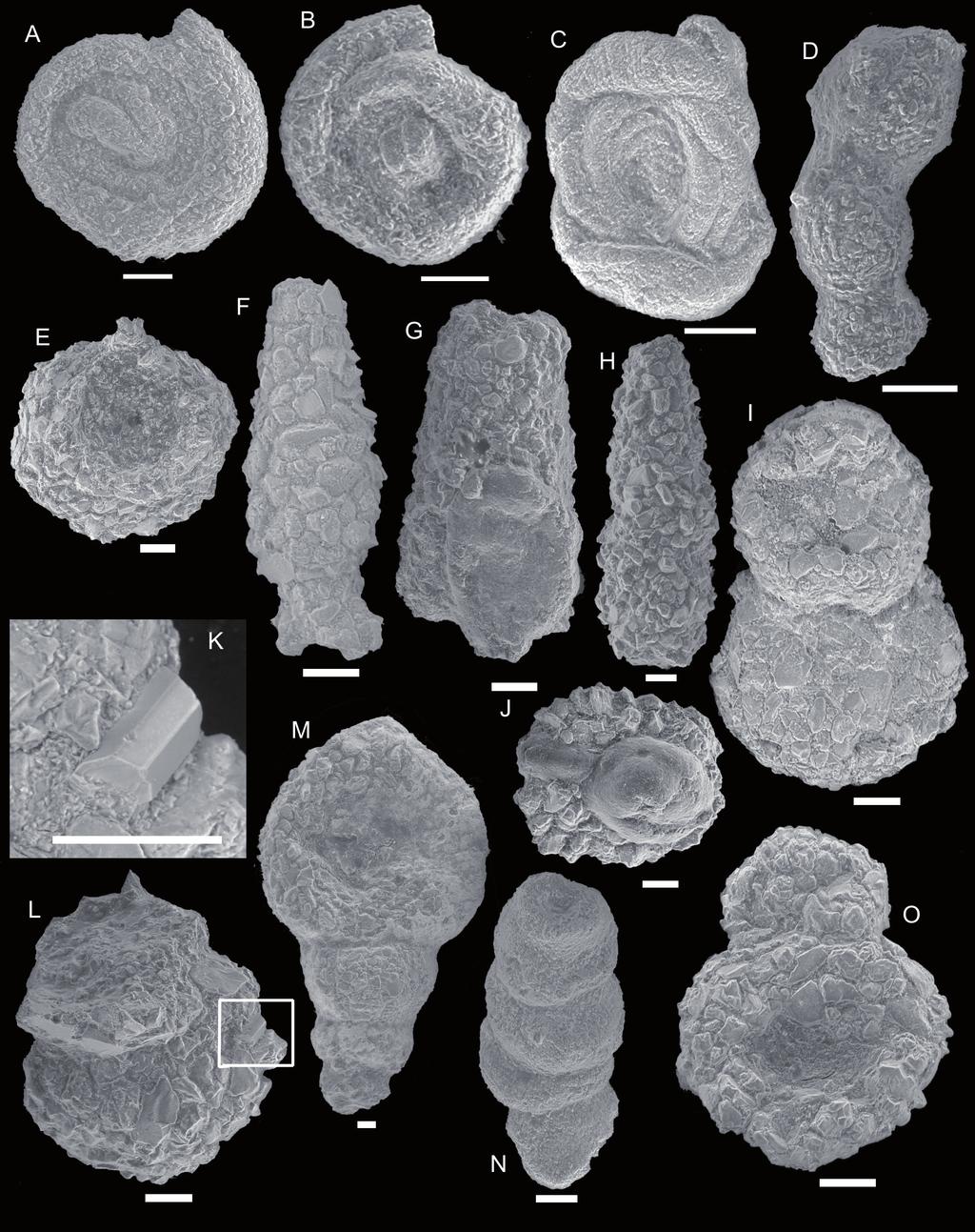 20 Waśkowska A. Fig. 6. SEM images of foraminifera from the studied section: A), B), C) Dolgenia sp.