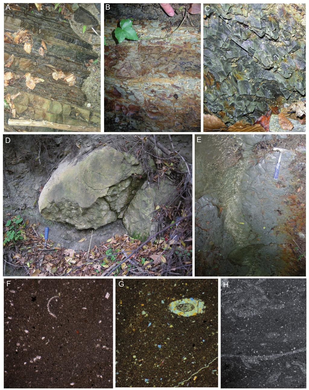The Eocene Hieroglyphic beds and Green shales in the Rożnów Lake area (Silesian Nappe, Outer Carpathians) A B C D F 9 E G H Fig. 3.