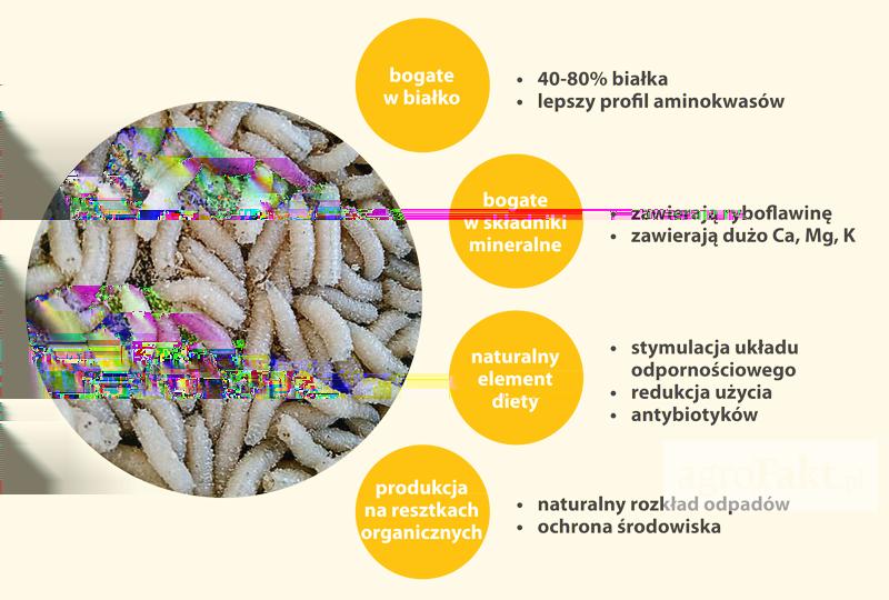 .pl https://www..pl Białko w hodowli drobiu jest ważne, dlatego warto wziąć pod uwagę możliwość stosowania larw.