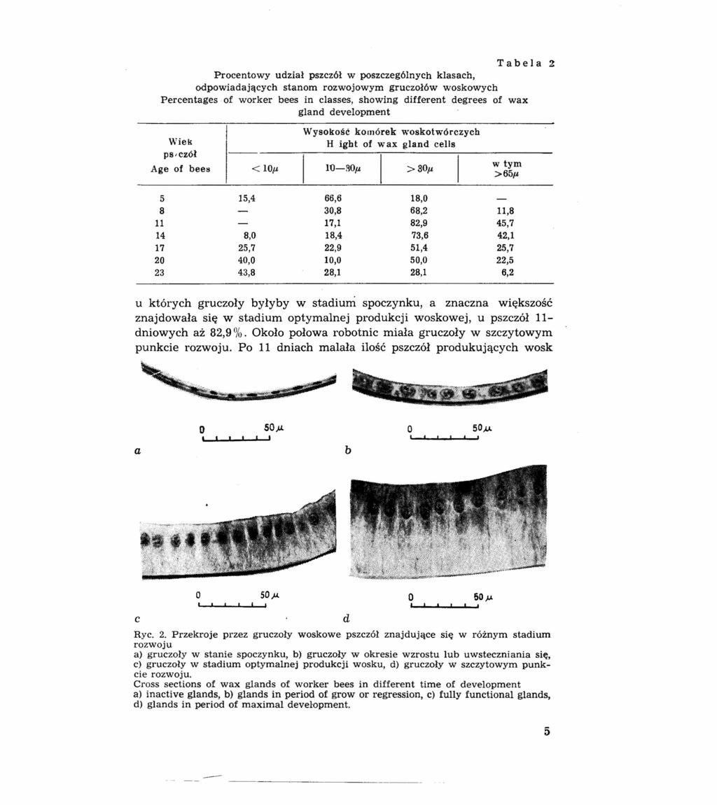 Tabela 2 Procentowy udział pszczół w poszczególnych klasach, odpowiadających stanom rozwojowym gruczołów woskowych Percentages of worker bees in c1asses, showing different degrees of wax gland