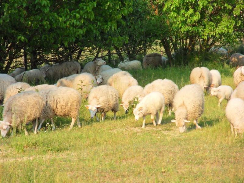 Świniarka jest rodzimą, prymitywną rasą owiec. Pierwotnie występowała na terenie Europy Środkowej.