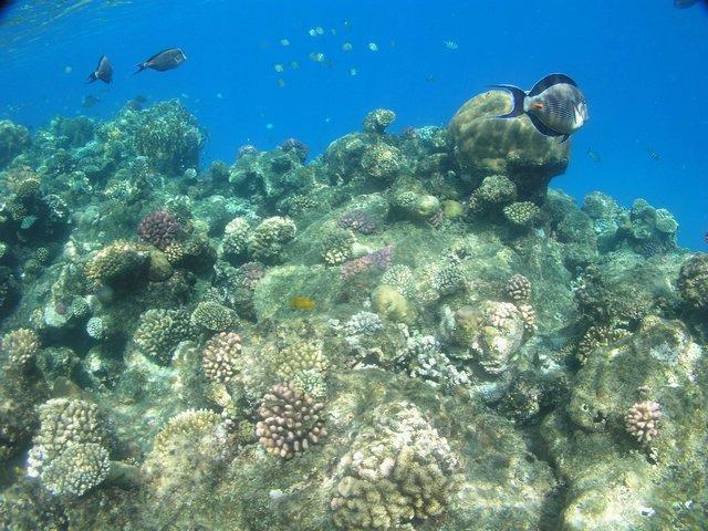 W kierunku północy spotkać można piękne korale stołowe. Świetnie miejsce na snorkelling.