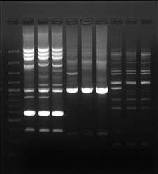 DNA, 100 pz (par zasad) 390