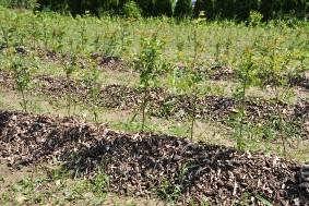 większej niż 14mm. Największą liczbę drzewek w stosunku do liczby okulizowanych podkładek, uzyskano dla obu odmian moreli okulizowanych na siewkach ałyczy.