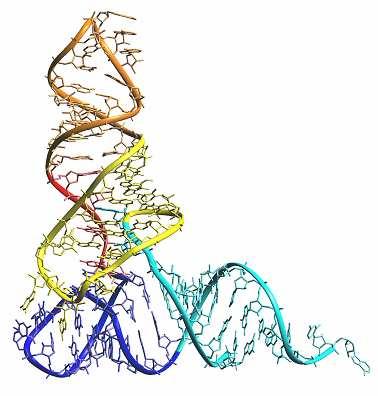 RNA: struktura trzeciorzędowa Jest to forma przestrzenna, jaką przyjmuje cząsteczka.