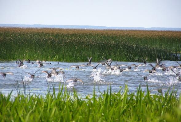 The most important Act of Parliament connected with nature: * Habitat and Birds Directives * Act of Nature Protection and * Act of Parliament
