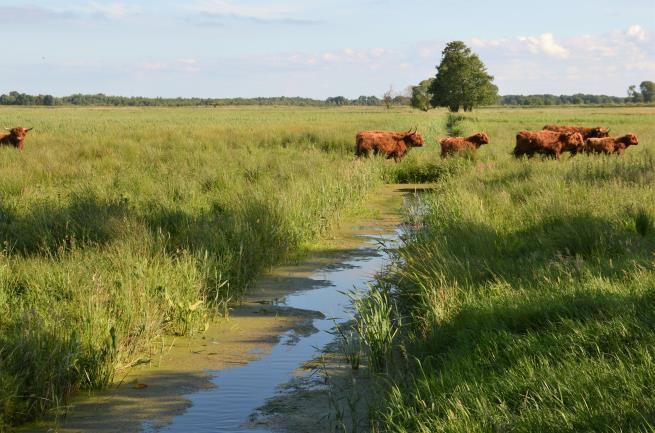 NATURA 2000 European Legal Sources: * Birds Directive: Directive 2009/147/EC * Habitats Directive: Council Directive 92/43/EEC * Regulation of Invasive
