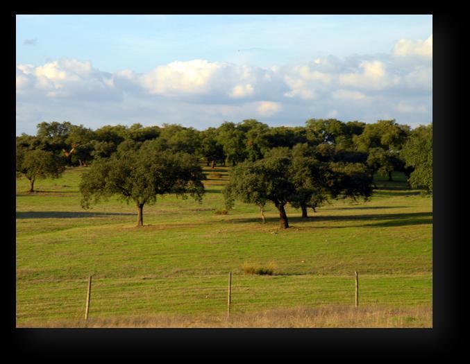 regionie Alentejo świo czarnych, oraz chów ind