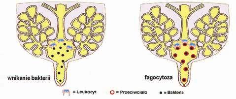 ryc. archiwum autora Ryc. 14. Główny mechanizm obronny wymienia przed infekcją nia procesów patologicznych.