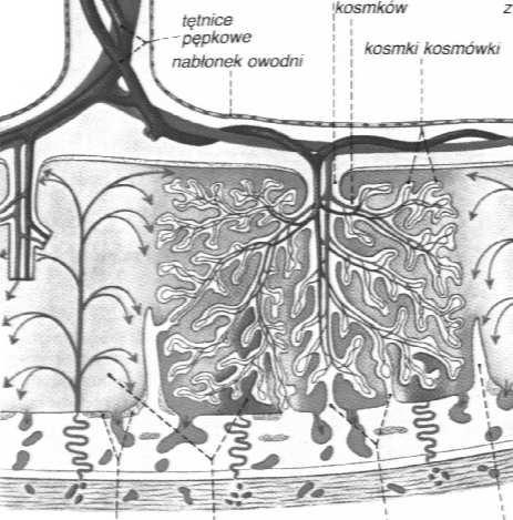 endometrium.