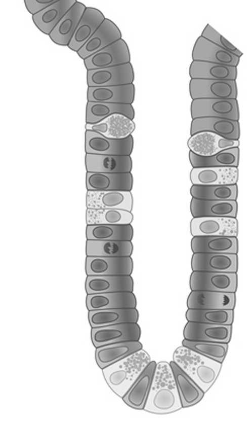 dno: komórki Panetha i komórki macierzyste ponad dnem: komórki namnażające się (progenitorowe) górna 1/2: