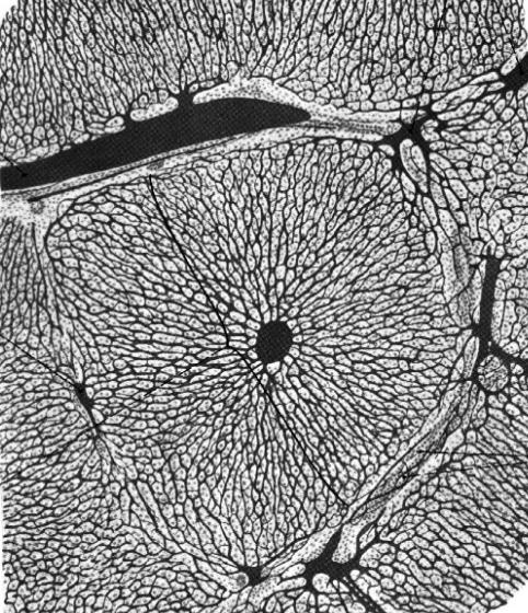 podzrazikowe Te naczynia można zobaczyć pod mikroskopem Naczynia międzyzrazikowe Naczynia okołozrazikowe żyły wątrobowe Krążenie wrotne przysadki: jest elementem szlaku z jąder