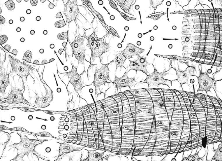 z szerokimi szczelinami międzykomórkowymi okrężne włókna siateczkowe
