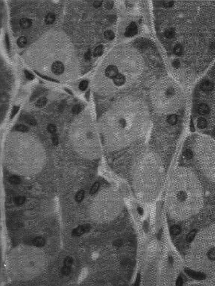 Komórki główne Komórki śluzowe szyjki (typowe komórki surowicze)