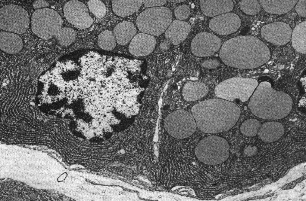 mikrokosmkami bardzo liczne mitochondria B B Komórki dokrewne