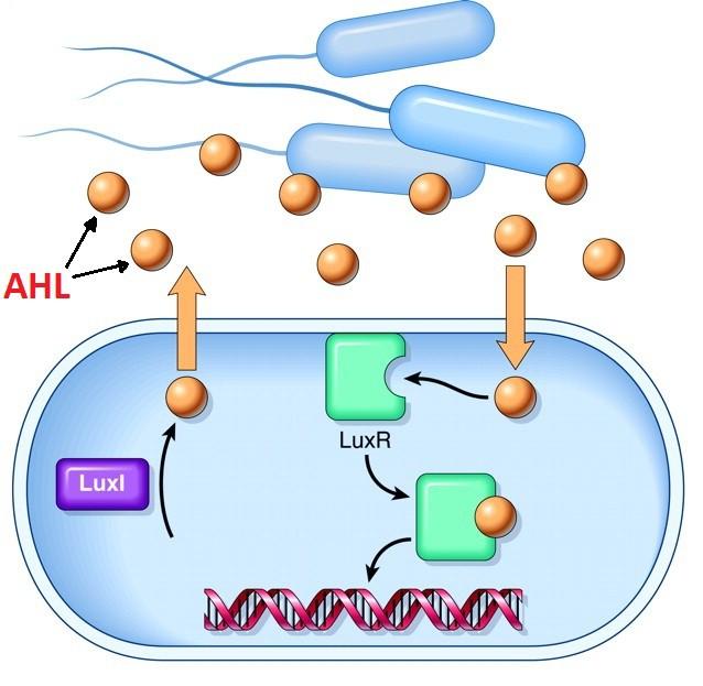 PRZYKŁADY POZNANIA BAKTERYJNEGO Quorum sensing (wyczuwanie zagęszczenia) na