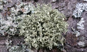 98 Michał Smoczyk Fot. 8. Odnożyca opylona Ramalina pollinaria w Nowej Morawie w Górach Bialskich, 06.2016 (fot. M. Smoczyk). Phot 8.