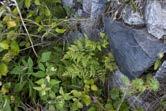 Large tussock of scented oakfern Gymnocarpium robertianum on a wall, ruins of castle Karpień, 9.09.2016 (photo G. Wójcik). Fot. 7.