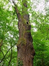 Pachnica dębowa Osmoderma eremita s.l. (Scopoli, 1763) na Opolszczyźnie... 129 Fot. 3 4. Okazałe dęby szypułkowe Quercus robur L. zasiedlone przez pachnicę dębową Osmoderma eremita s.l. w parku zamkowym w Mosznie, 26.