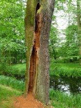 Phots 3 4. Senile oak trees Quercus robur L. inhabited by hermit beetle Osmoderma eremita s.l. in the castle park in Moszna, 26.05.2016 (photo D. Tarnawski).
