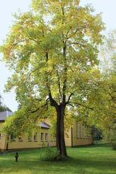 138 M. Kadej, K. Nowak, E. Pietruszewska, K. Zając, J. Regner, M. Stajszczyk, A. Smolis, D. Tarnawski Fot. 12. Siedlisko pachnicy dębowej Osmoderma eremita s.l. w tulipanowcu amerykańskim Liriodendron tulipifera L.
