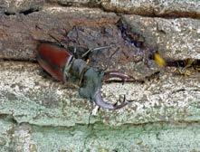 Interesujące obserwacje żerowania postaci dorosłych chronionych gatunków chrząszczy (Coleoptera).