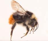 wurflenii. mm mm Fot. 3. Samica trzmiela kamiennika B. lapidarius. Phot. 3. Female red-tailed bumblebee B.